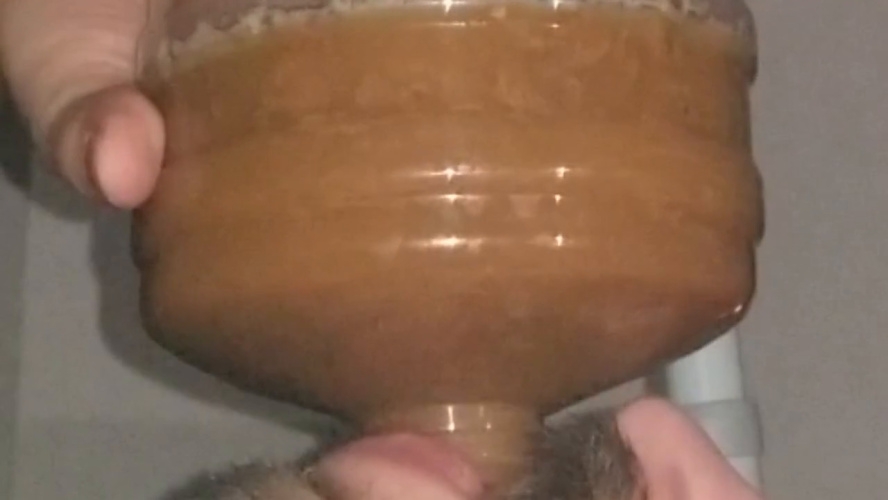 Chugging LITERS of my poop-flavored pee and SSBBW Queen Siya 2026 [HD ] [403 MB]